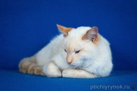 Красивый и добрый голубоглазый кот Рич. 