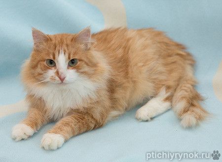 Очаровательный ласковый молодой котик Рафаэль