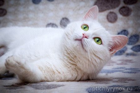 Ласковая белая британская кошка Лаура