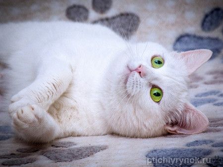Ласковая белая британская кошка Лаура