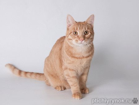 Рыжий молодой кот Плюшик