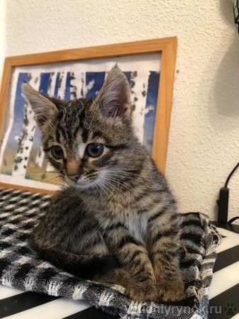 Классная полосатая девочка — котенок Берта в дар