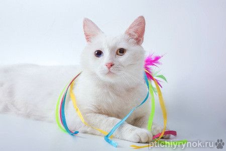 Белый разноглазый красавец кот Ларсен