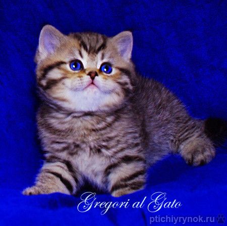 Британские Золотые котята шиншиллы с изумрудными глазами