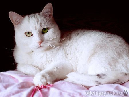 Белоснежная булочка – кошка Люси. 