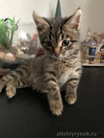 Классная полосатая девочка — котенок Берта в дар