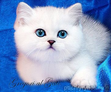 Британские котята шиншиллы с голубыми и синими глазами