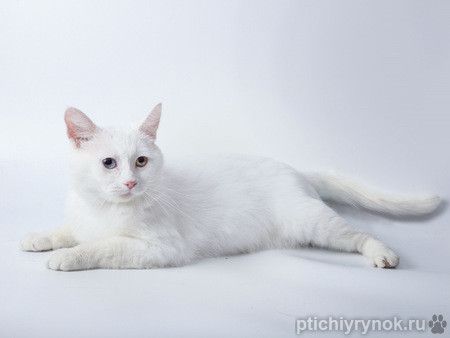 Белый разноглазый красавец кот Ларсен