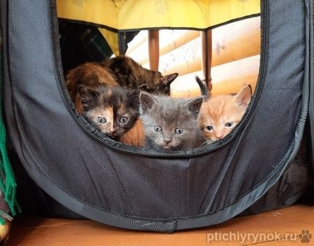 Семеро очаровательных котят ищут свой дом!