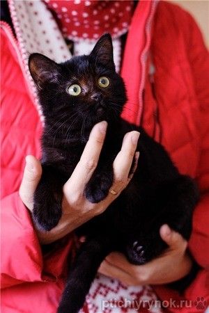 Черный котёнок в добрые руки. 