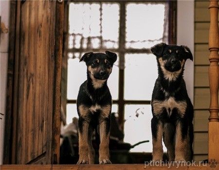 Чудесные щенки Веня и Ассоль ищут дом.