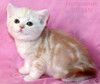 Британский котик красный мрамор на серебре из питомника.