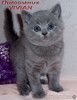 Британский клубный котик голубого окраса.