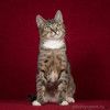 Котопёс Барса — удивительная кошка с удивительной историей ищет дом
