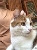 Крупный рыжий кот с золотыми глазами Валера в добрые руки