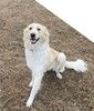 Белая пушистая красавица — собака Альма в добрые руки