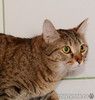 Крупная полосатая золотоглазая красавица кошка Алиса в дар