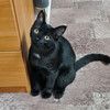 Очень красивый чёрный котёнок Уголёк в добрые руки