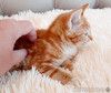 Шикарные рыжие котята в добрые руки