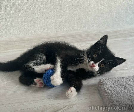 Маленький чёрно-белый котёнок в добрые руки Маленький чёрно-белый котёнок в добрые руки