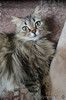 Большеглазая пушистая красавица-кошка Муся в дар