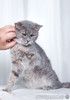 Косенький котик Питер Пен в добрые руки