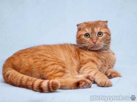 Рыжая вислоухая кошечка Манго в добрые руки Рыжая вислоухая кошечка Манго в добрые руки