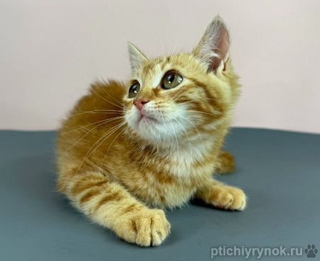 Милые рыжие котята в добрые руки. 3 месяца Милые рыжие котята в добрые руки. 3 месяца