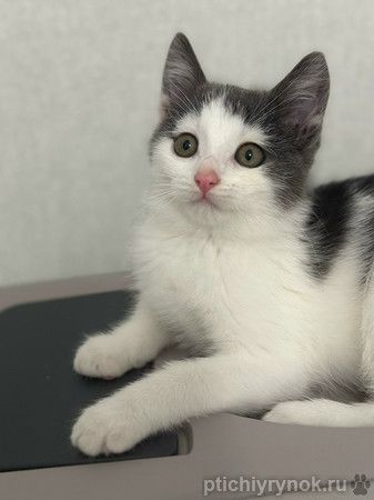 Маленький светлый котёнок в дар Маленький светлый котёнок в дар