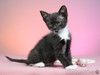 Чёрно-белые котята Ася и Люся в дар. 2,5 месяца