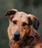Приютский пёс Брэд — идеальный мальчик в дар
