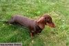 ТАКСА миниатюрная- подрощенный шоколадный щенок