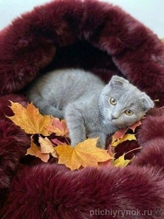 Голубой вислоухий котёнок Офелия в добрые руки Голубой вислоухий котёнок Офелия в добрые руки