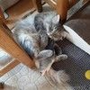 Пушистый нежный и ласковый кот Пух ищет дом