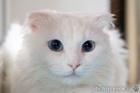 Голубоглазый котенок Есения в дар