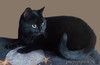 Роскошная чёрная кошка Ирма ищет дом. 2 года