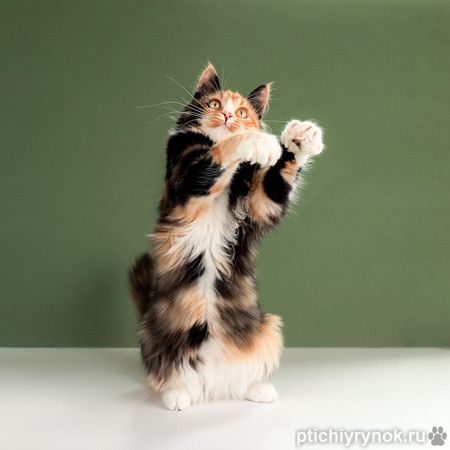 Пушистая яркая трехцветная красавица кошка Ириска в добрые руки