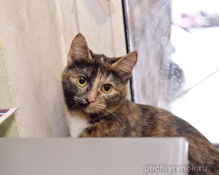 Сонечка с черепаховым окрасом ищет дом! Сонечка с черепаховым окрасом ищет дом!