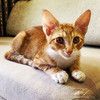 Прикольный рыжий котёнок Фокс с большими ушками в дар