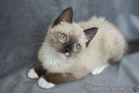 Тайский котенок Вайт в дар