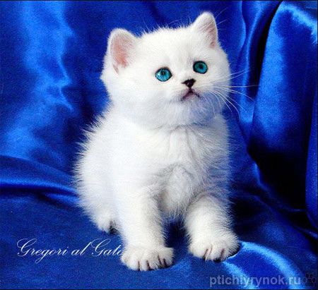 Британские котята шиншиллы с изумрудными и синими глазами