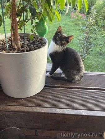 4 котенка — маркиза ищут дом