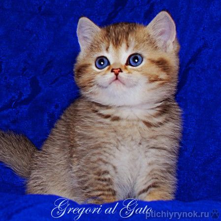 Британские Золотые котята шиншиллы с изумрудными глазами