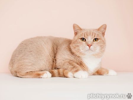Молодой рыжий красавец кот Вася в дар