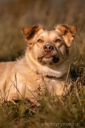 Фрося - собака с золотым сердцем