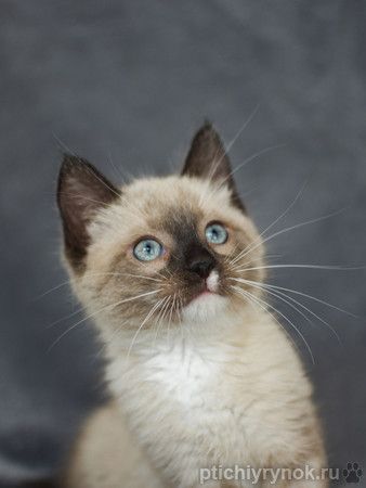 Тайский котенок Вайт в дар