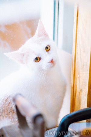 Бело-рыжий котик Персик в дар