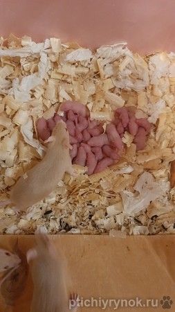 Кормовые мыши, мастомисы, грызуны на корм