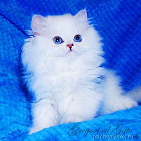 Эксклюзивные британские котята серебристые шиншиллы с голубыми глазами