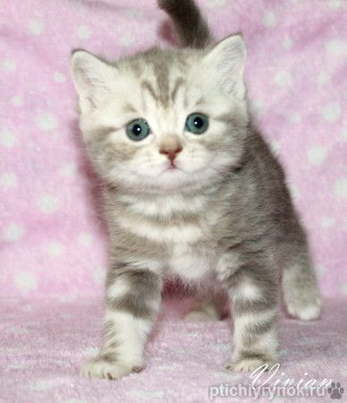 Британский котик лиловый мрамор на серебре.